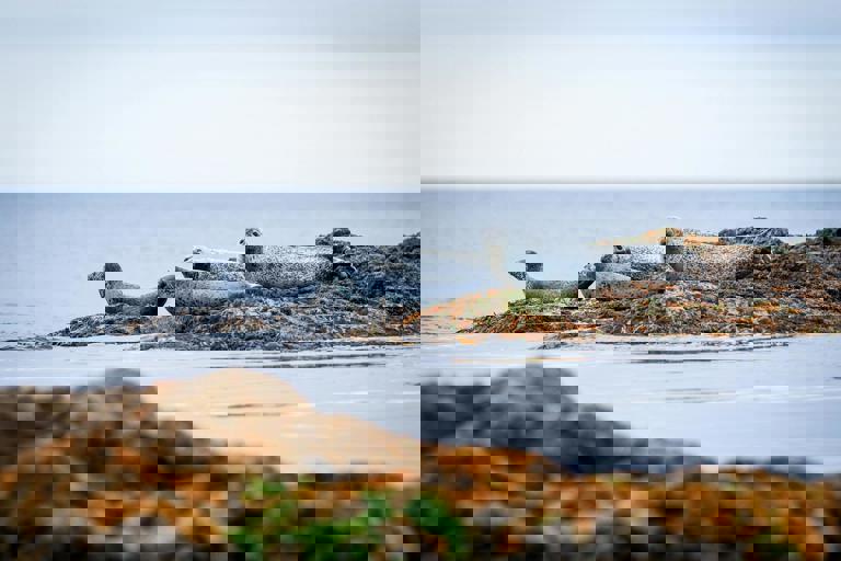 Harbour Seals Make Rare Appearance, Delight Morning Kayakers off Local Coast